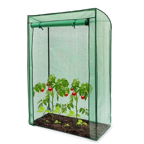 Outdoor garden tomato - tomato, plant